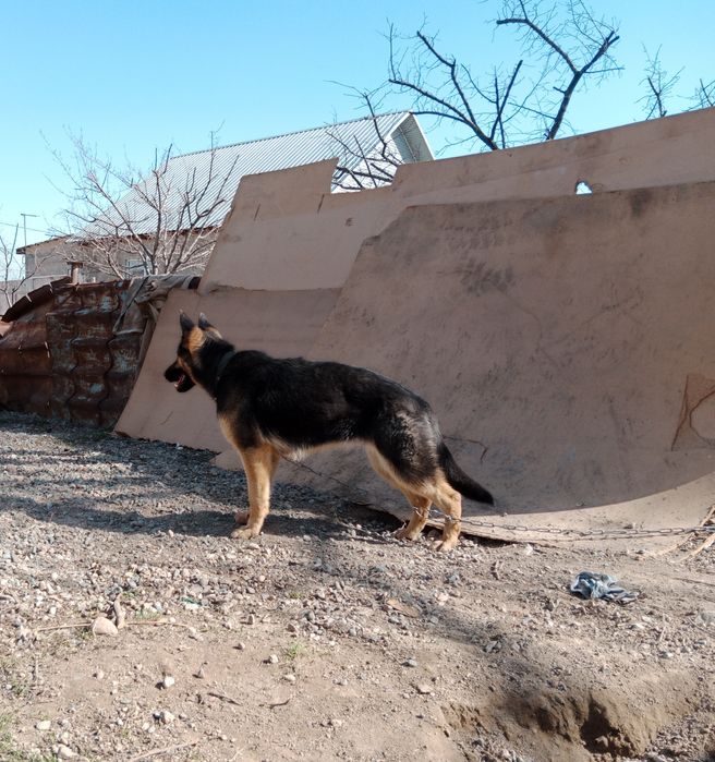 Немецкая овчарка