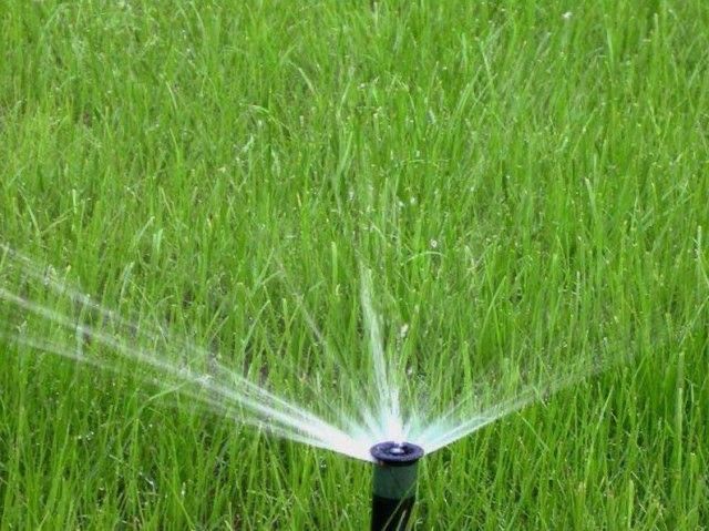 Профессиональная посадка газона