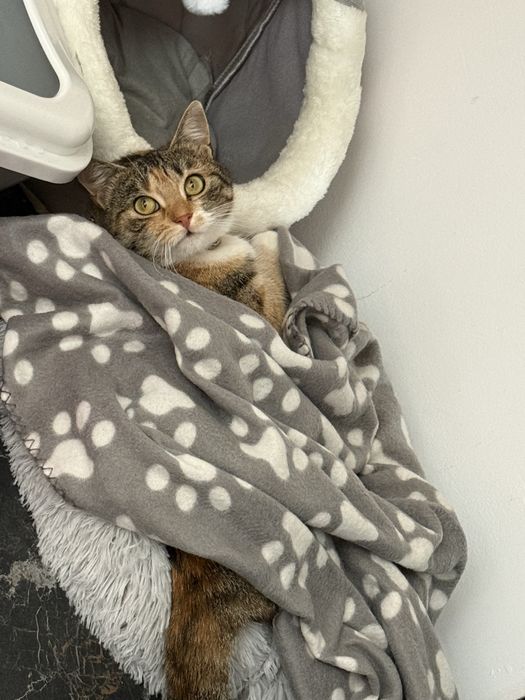 Donez pisică sterilizată, deparazitată