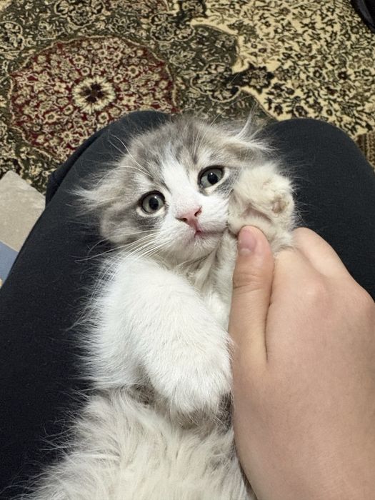 Scotish fold arzonga