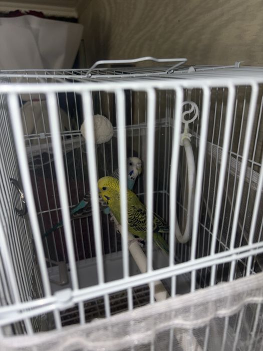 Волнистые попугаи с клеткой