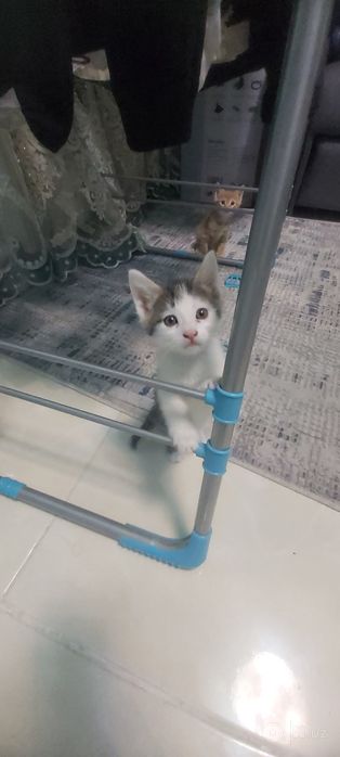 Бесплатно Котёнки, мушук болалари бепул