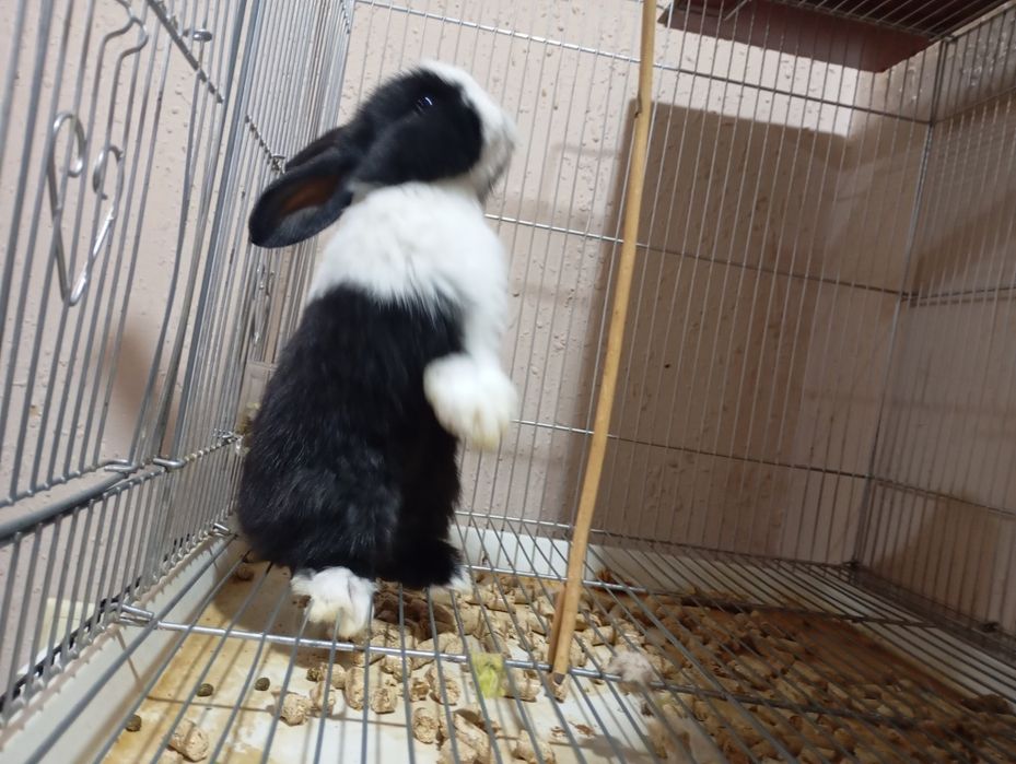 Карликовые декоративные кролики