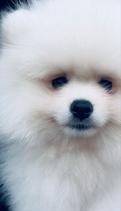 Pomeranian mini shpitz  ALB