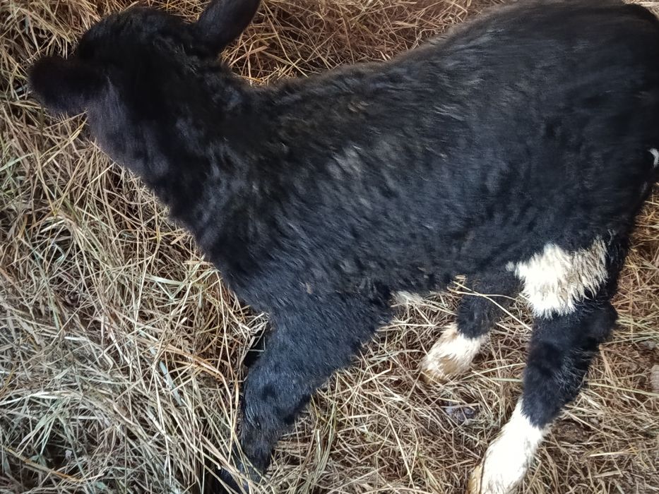 Продам телёнка бычок.