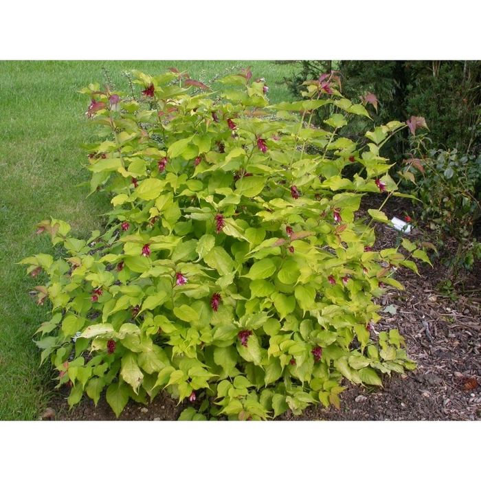 Фазаново дърво (Лейцестерия)