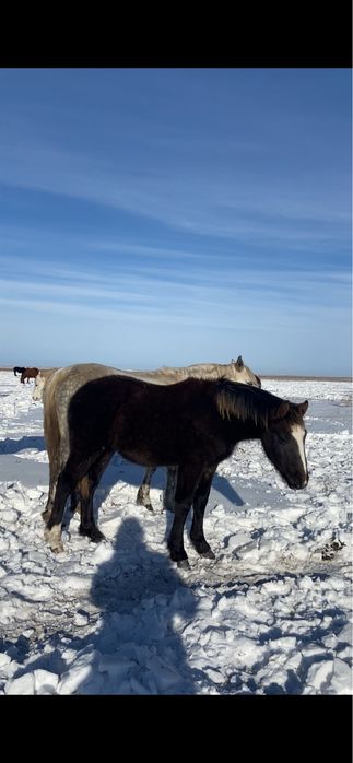 Жеребята тяжики