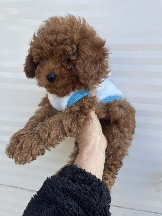 Пудел  Той ,момче