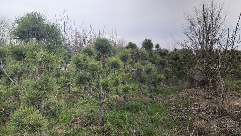 Туя, ель, крымская сосна