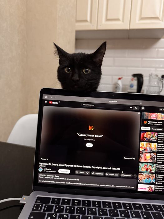 Отдам котенка в добрые руки