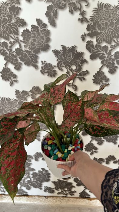 Бөлме гүлдері,құнарлы топыраққа егілген гүлдер