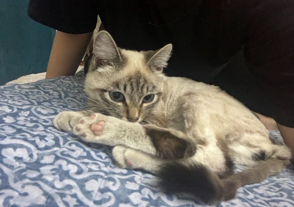 Отдам кота в добрые любящие руки