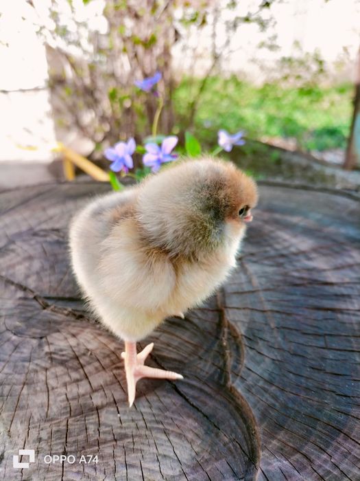 Pui de gaina din rasele:Paduane Chamoise.