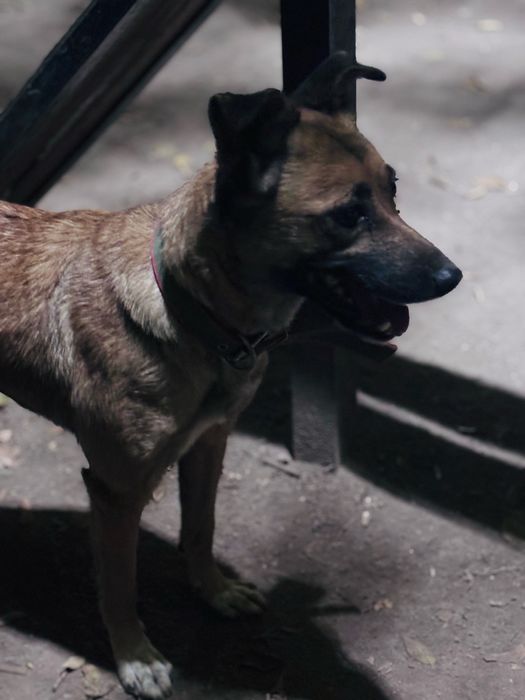 Отдам две собаки в добрые руки