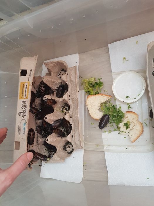 Мадагаскарские шипящие тараканы