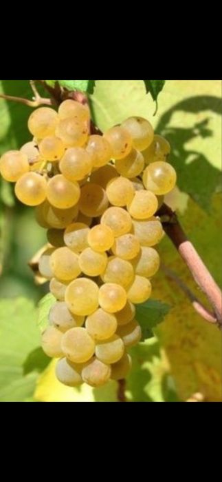 Struguri de vin productie 2026