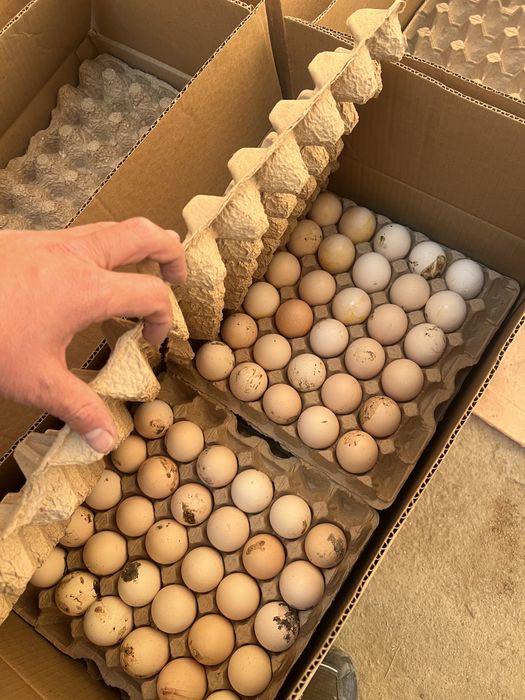 Яйцо инкубационный