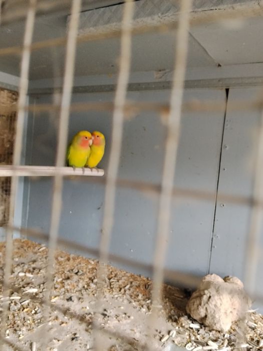 Nerzluchniki sotiladi