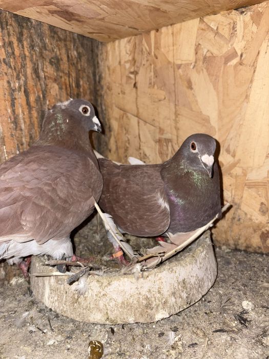 Vand o pereche de porumbeii voiajorii