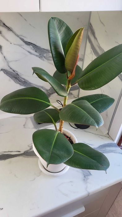 Цветок   Фикус .