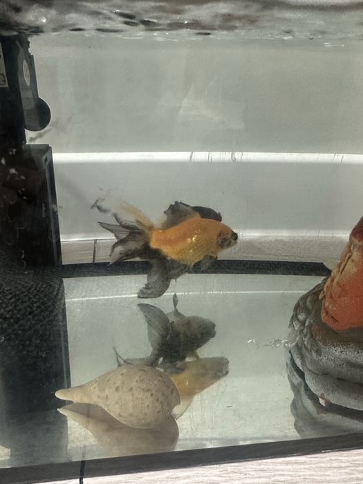 Аквариум для рыбок