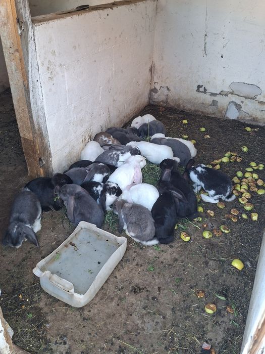 Iepuri de rasa Piatra Neamt