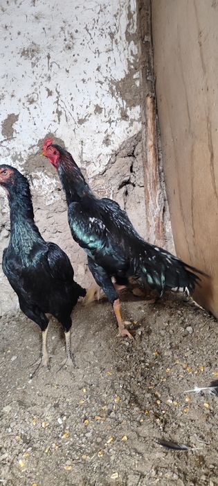 Dakan xoʻroz sotiladi 1 yilli tulle