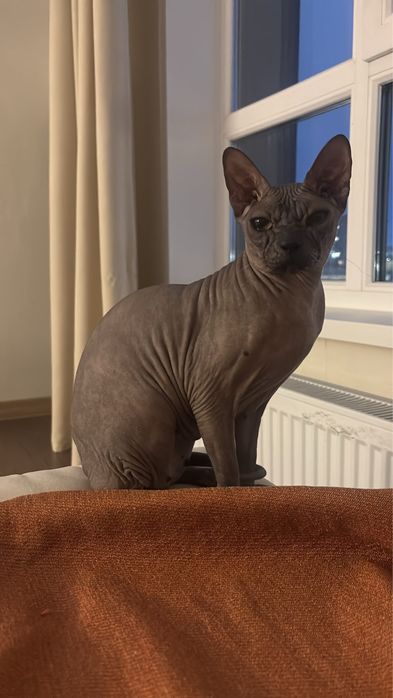 Сфинкс Донской кошка