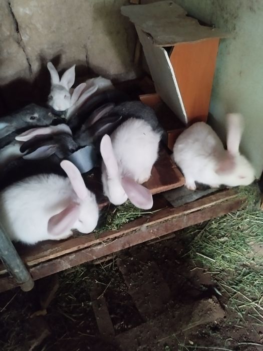 Продам крольчата