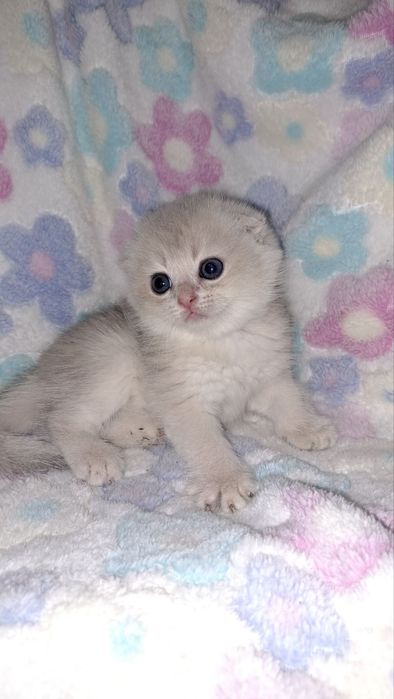 Котята без помиси