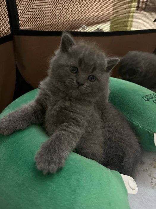 Шотландские веслоухие и прямоухие кошки