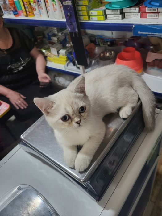 Продам котёнка девочка 2.5 месяца