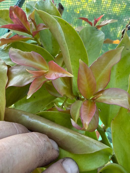 Много рядък и уникален кактус Переския с вкусни плодове,барбадоско грозде,Pereskia aculeata,екзотика
