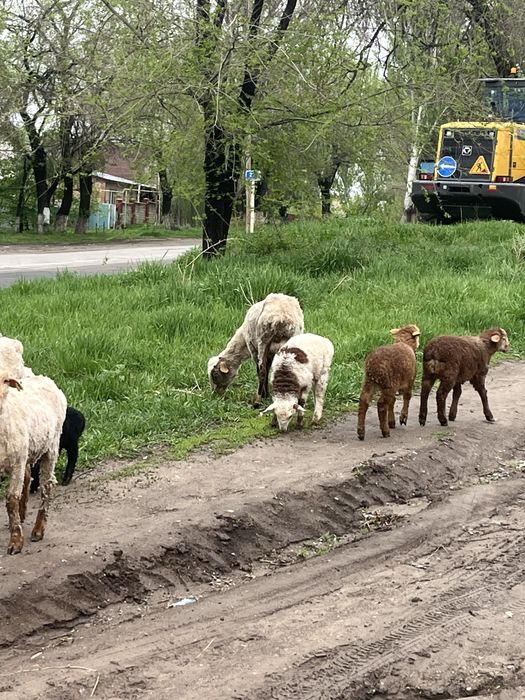 Козлы кой сатылады !