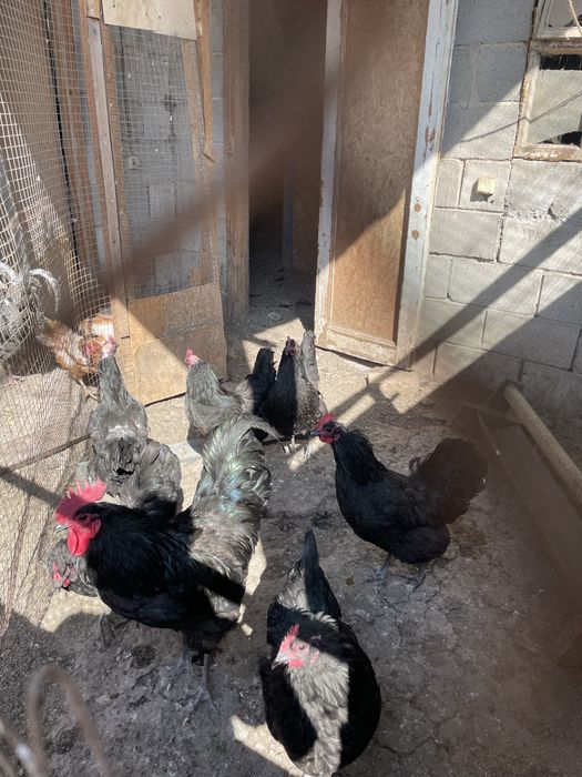 Цыплята австролорп