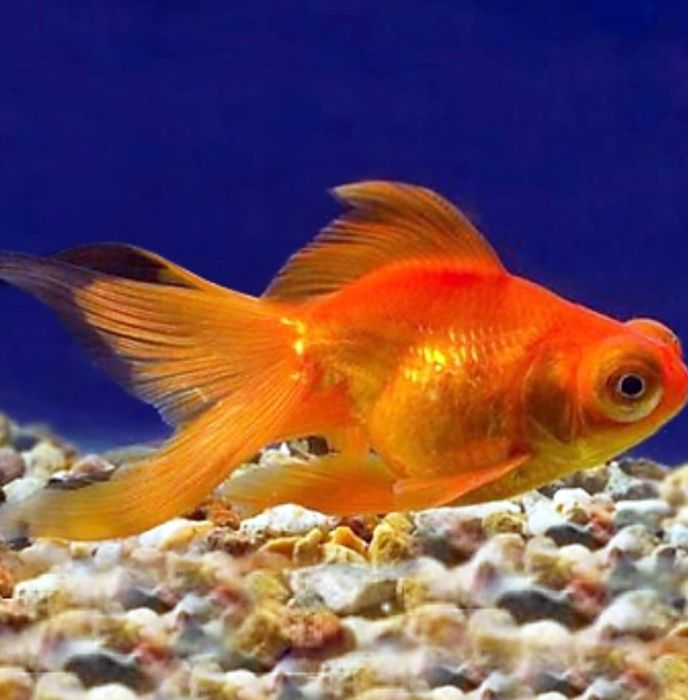 Рыбки золотые и телескоп