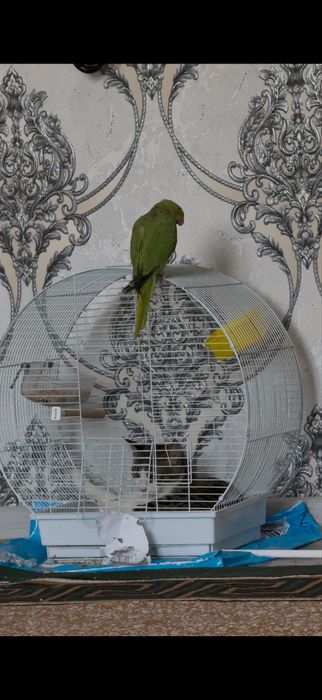 Продаётся ожиреловый попугай