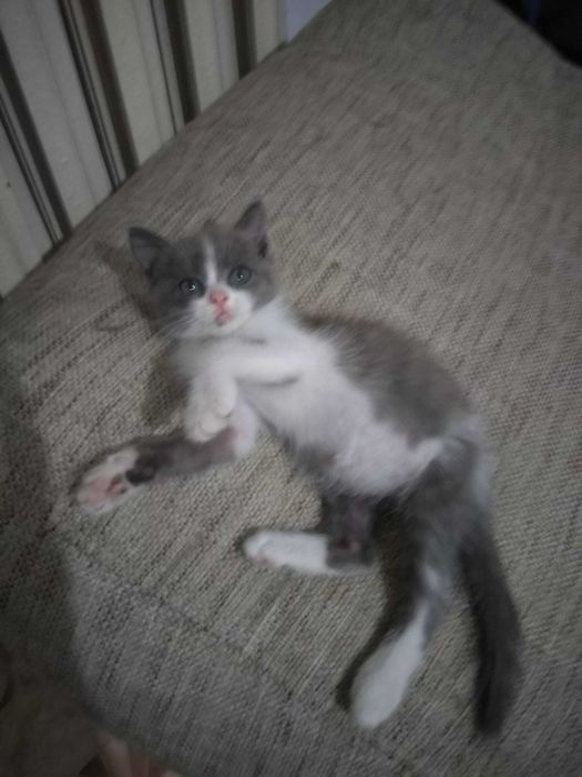 Котёнок в добрые руки!