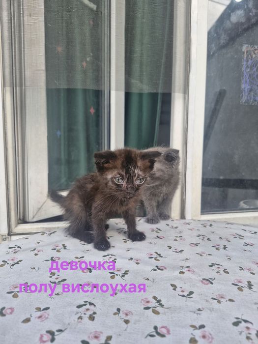 Котята 2 девочки 1 мальчик
