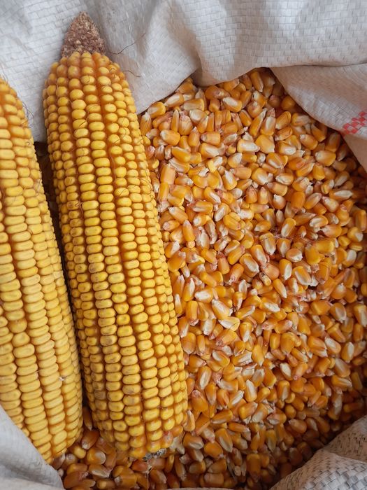 4 oylik makka juxori sotiladi Narxi 5600 sõm.