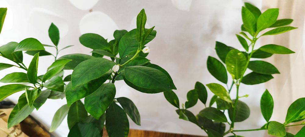 Продам черенки цитрусов