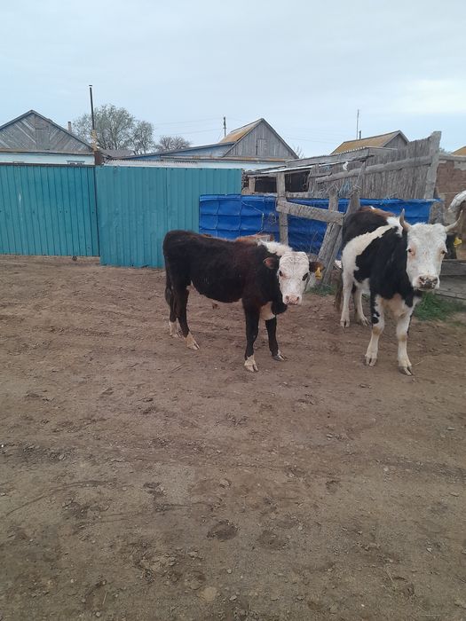 Еркек баспактар сатылады