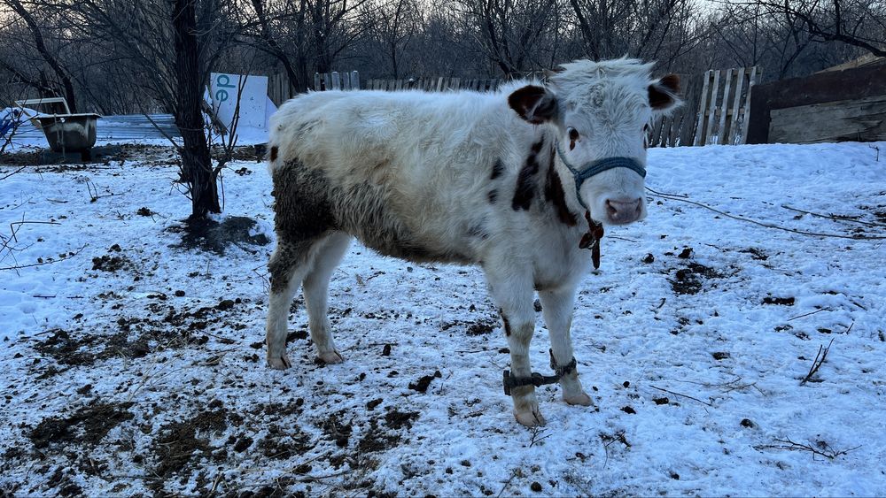 Тайынша сатылады 1 жасар етті