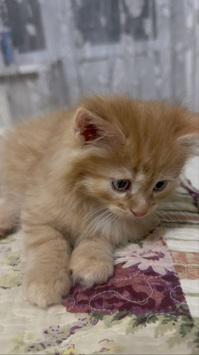 пушыстый, рыжий котенок