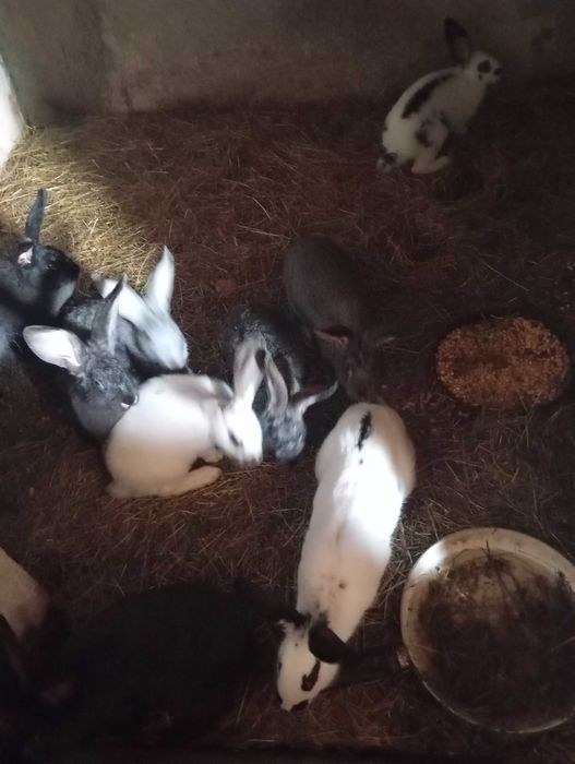 Vând 7 femele fluture german în vârstă de 4 luni.