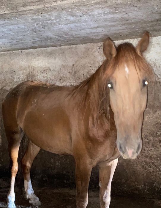 Жирные лошади с откорма