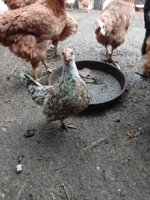 Vând cocoș american