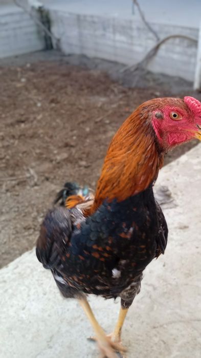 Дакан хуроз сотилади 7 ойлик. 700000сум