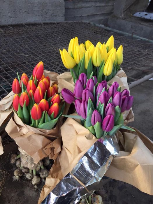 Продаем тюльпаны  оптом