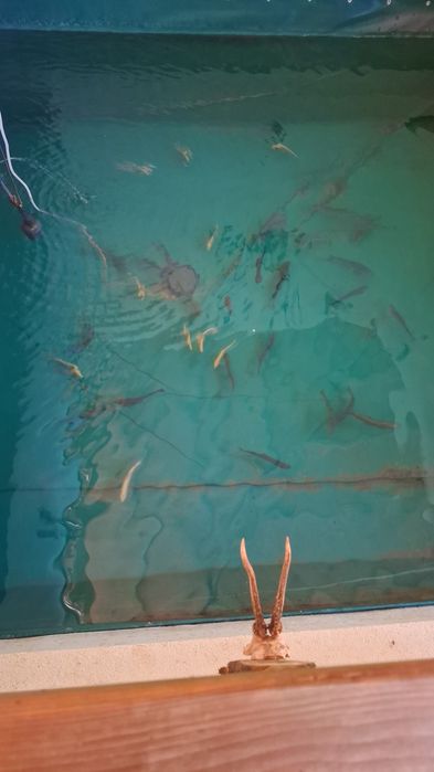 Cabana+teren la munte